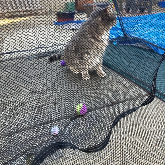 NWOT screened pet dome for indoor/outdoor use. Easy to assemble all one piece - Picture 3 of 7